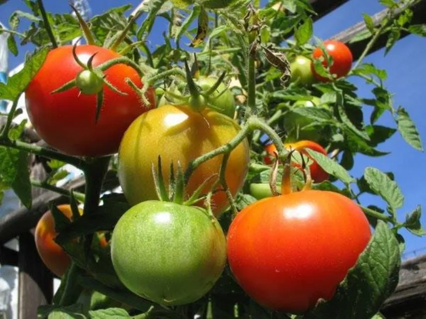 pomodori