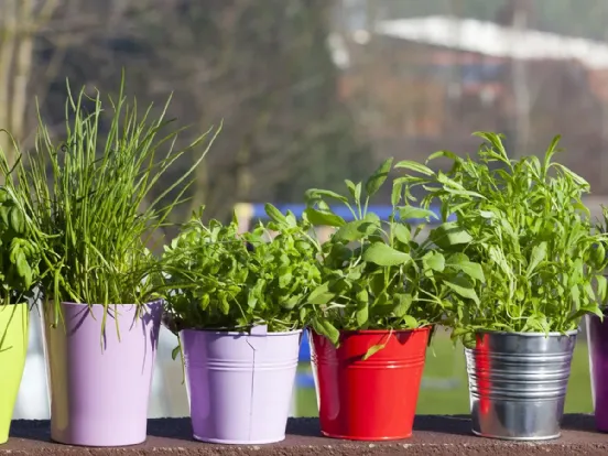 Erbe aromatiche sul nostro balcone