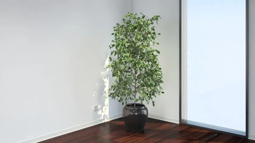 Ficus benjamina potatura