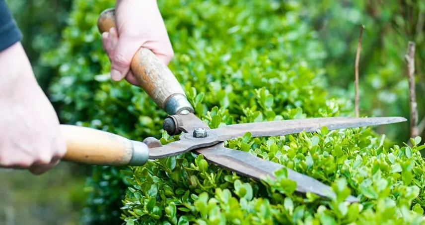 Lavori in giardino in estate